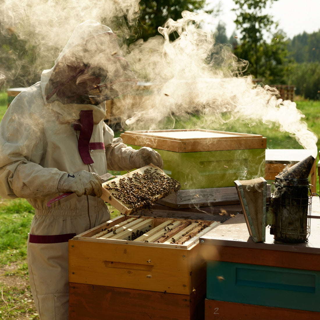 1kg Raw Honey - Wildflower | Forest | Clover | Heather | Spring | Meadow | Linden | Buckwheat Earthbreath