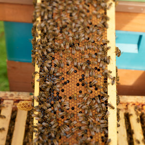 Bee Bread and Bee Pollen Pastilles Earthbreath