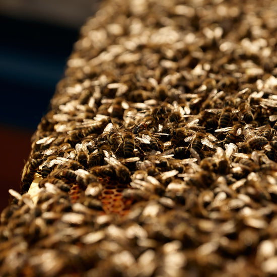 Organic Runny Raw Forest Honey Earthbreath