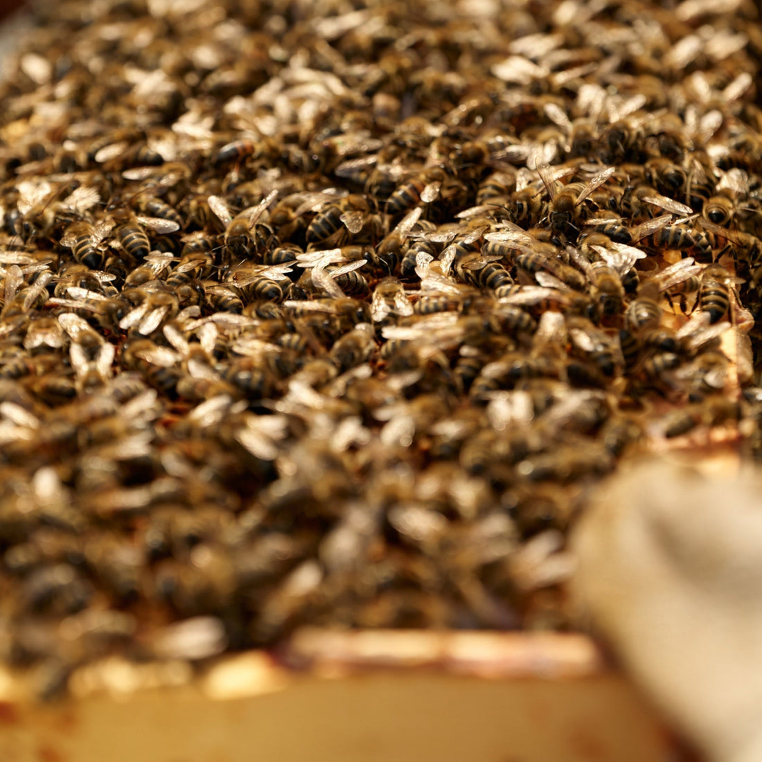 Set of 3 Raw Heather Cut Honeycombs (Copy) Earthbreath