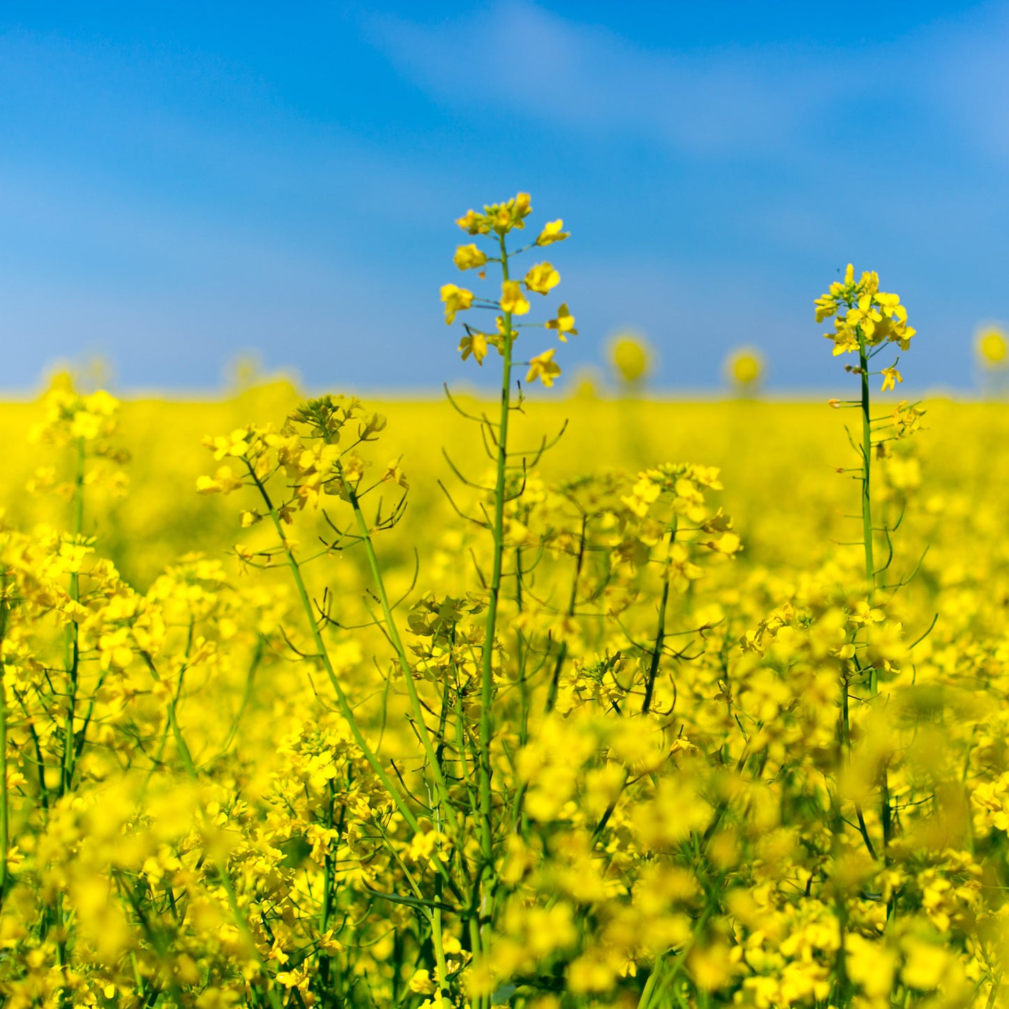 Raw Rapeseed Honey Earthbreath