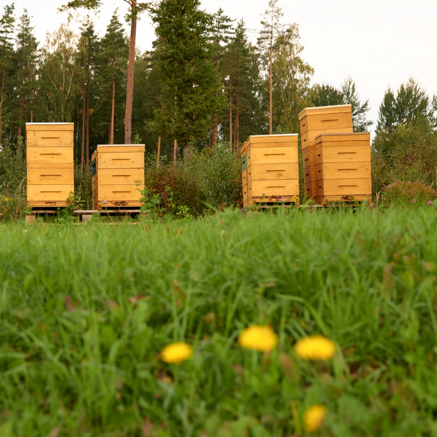 Organic Raw Goldenrod Honey Earthbreath