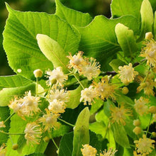 Load image into Gallery viewer, 1kg Raw Honey - Wildflower | Forest | Clover | Heather | Spring | Meadow | Linden | Buckwheat Earthbreath