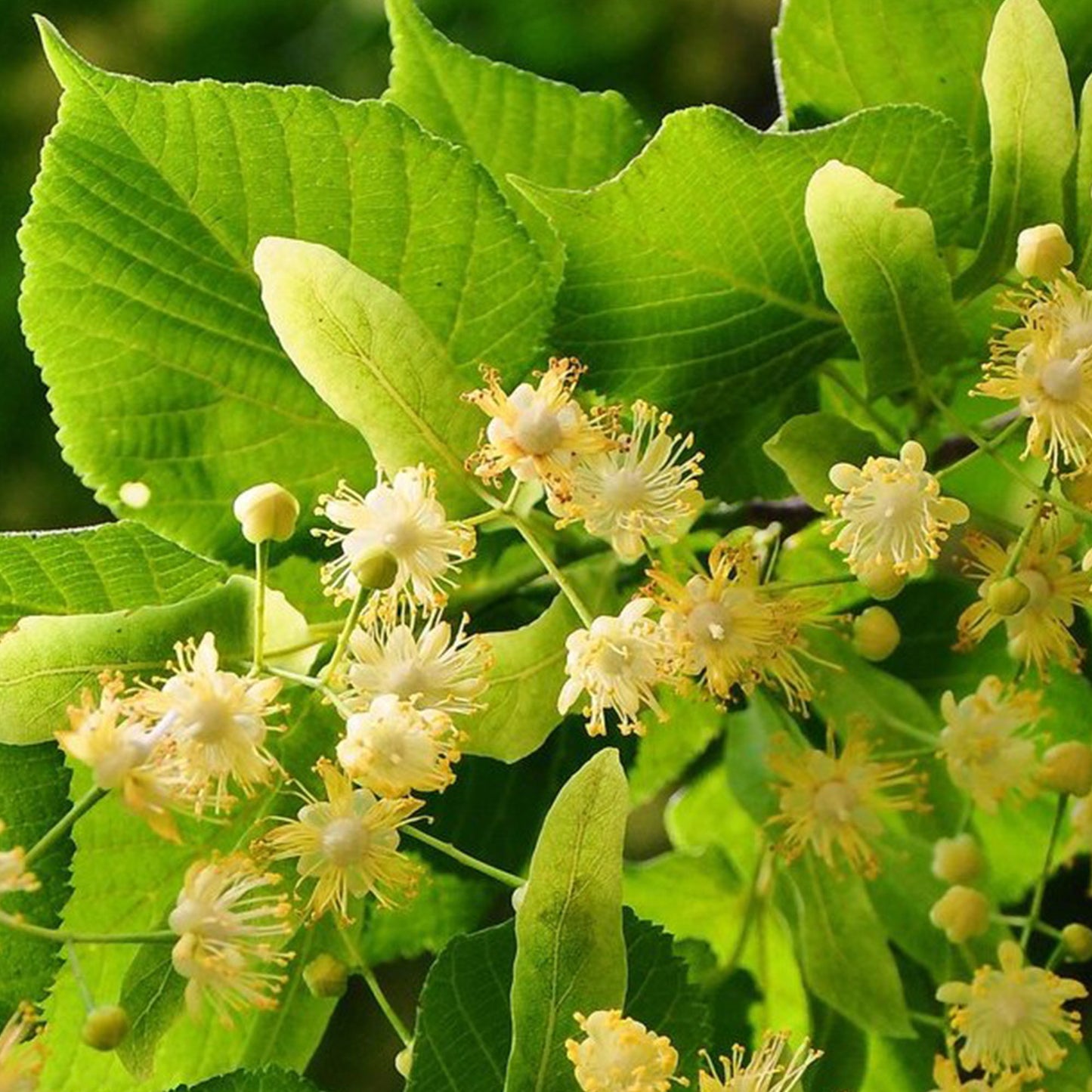 Raw Linden Honey Earthbreath