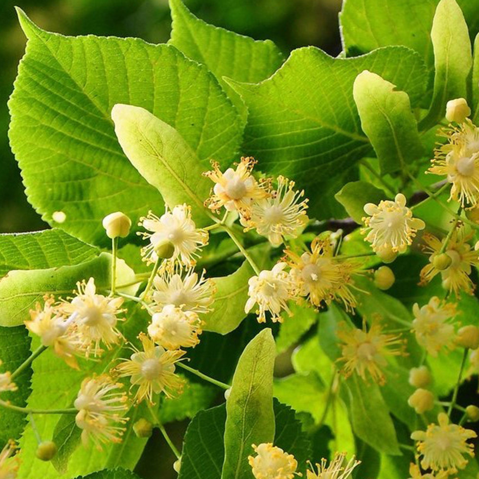 Raw Linden Honey Earthbreath