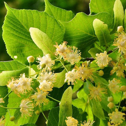 Raw Linden Honey Earthbreath