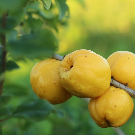 Honey with Quince Fruit Earthbreath