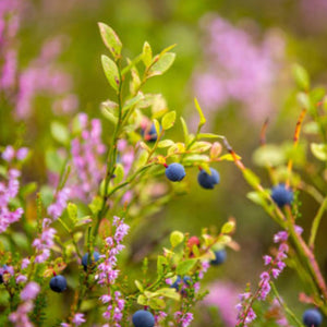 Organic Raw Forest Flower Honey Earthbreath