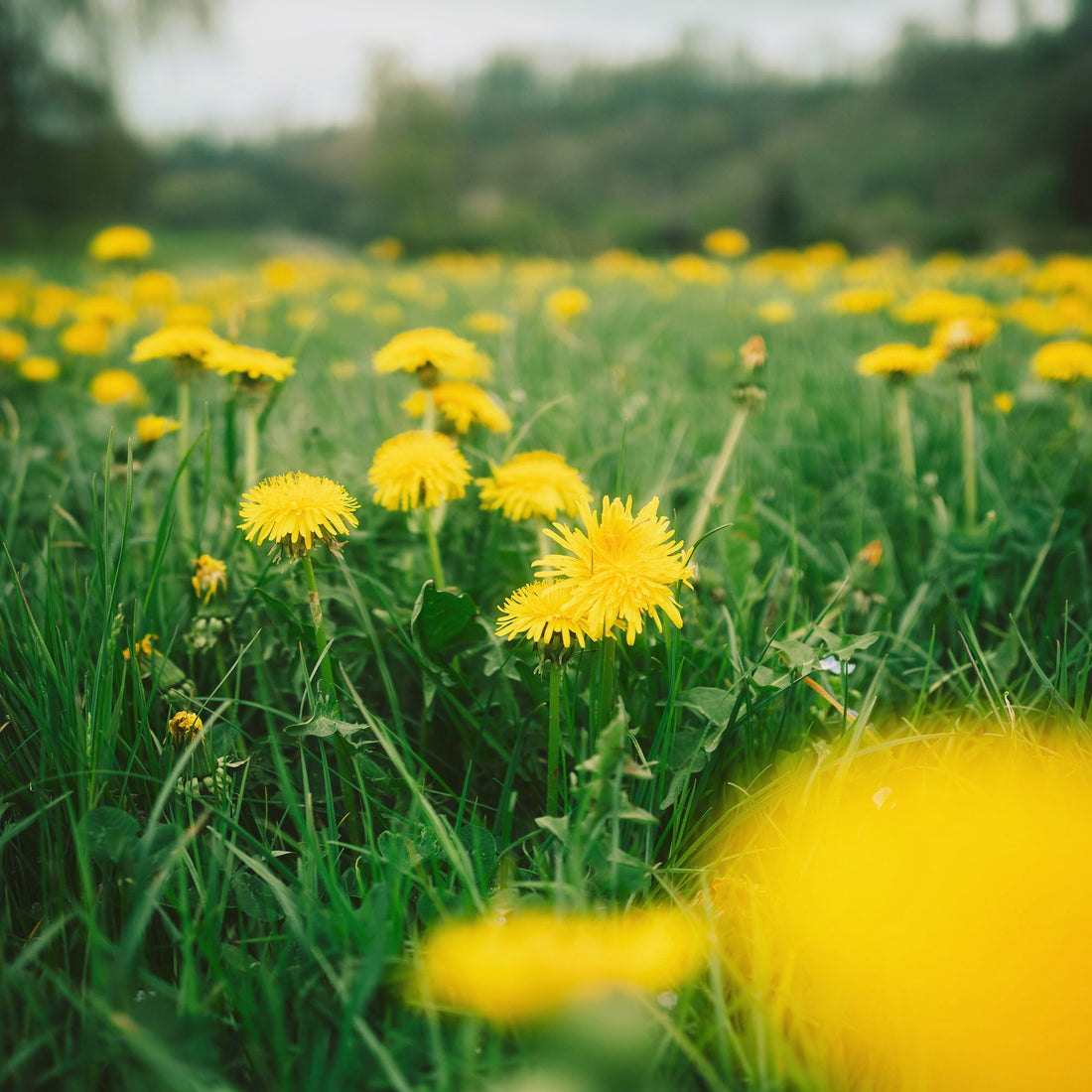 Organic Raw Spring Flower Honey Earthbreath
