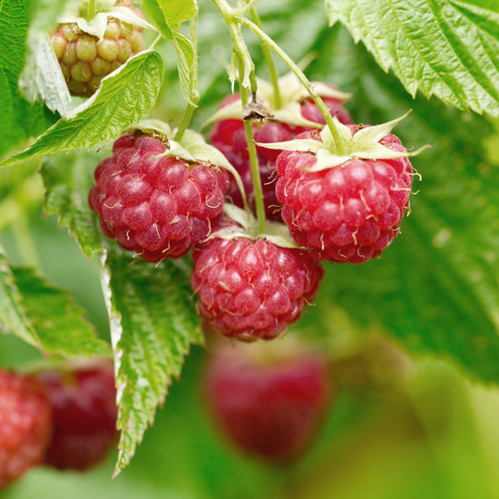 Honey with Raspberries Earthbreath