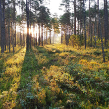 Load image into Gallery viewer, Organic Raw Forest Flower Honey Earthbreath