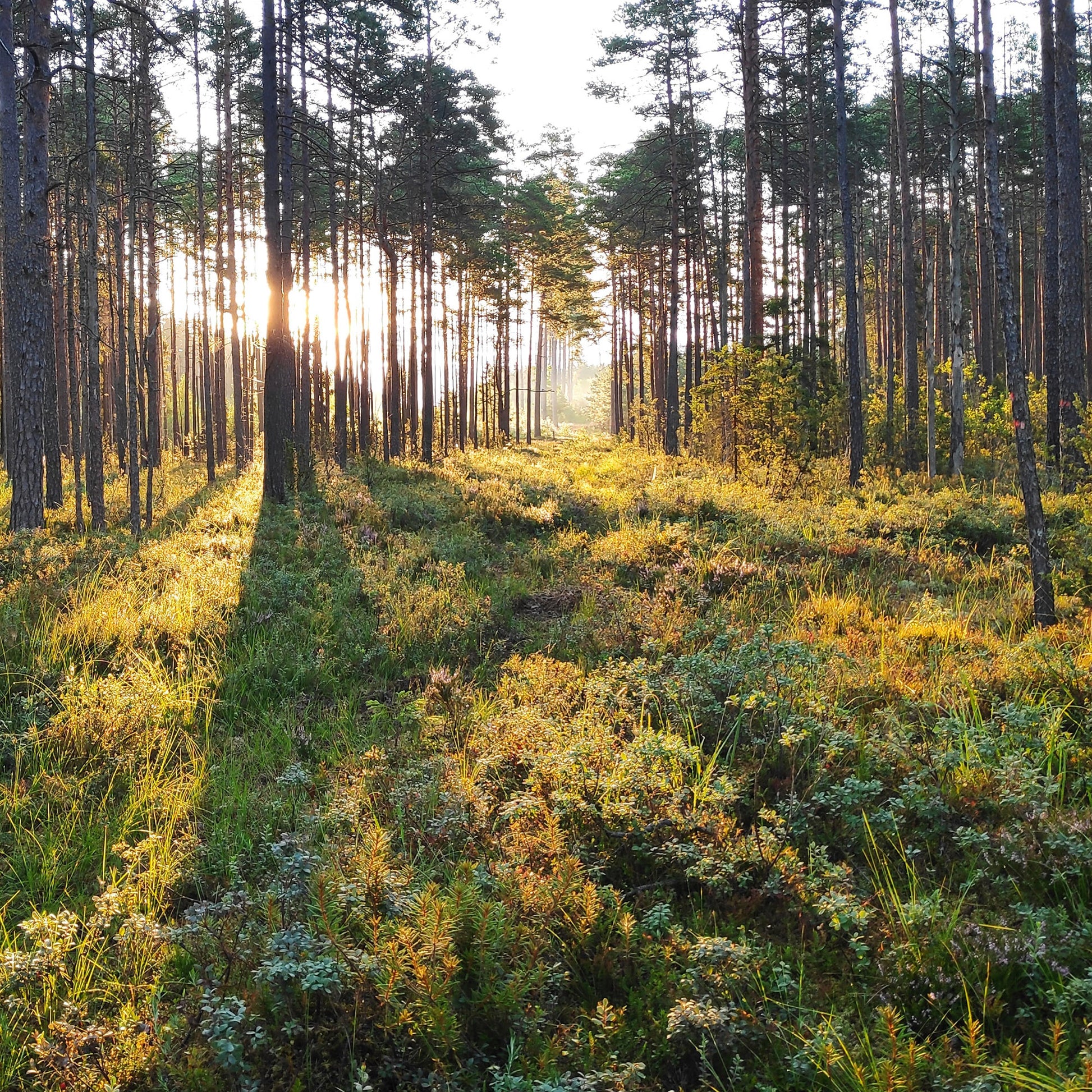 Organic Raw Forest Flower Honey Earthbreath