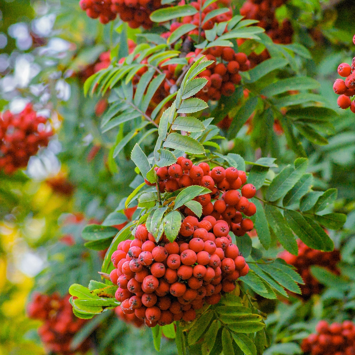 Honey with Rowan Berries (Copy) Earthbreath