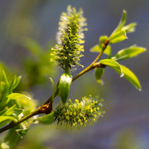 Organic Raw Spring Flower Honey Earthbreath