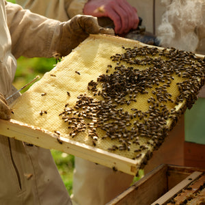 Organic Beeswax Blocks Earthbreath