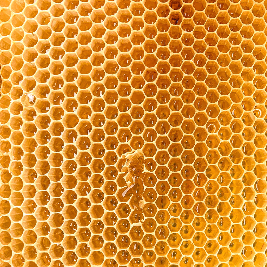 Organic Beeswax Blocks Earthbreath