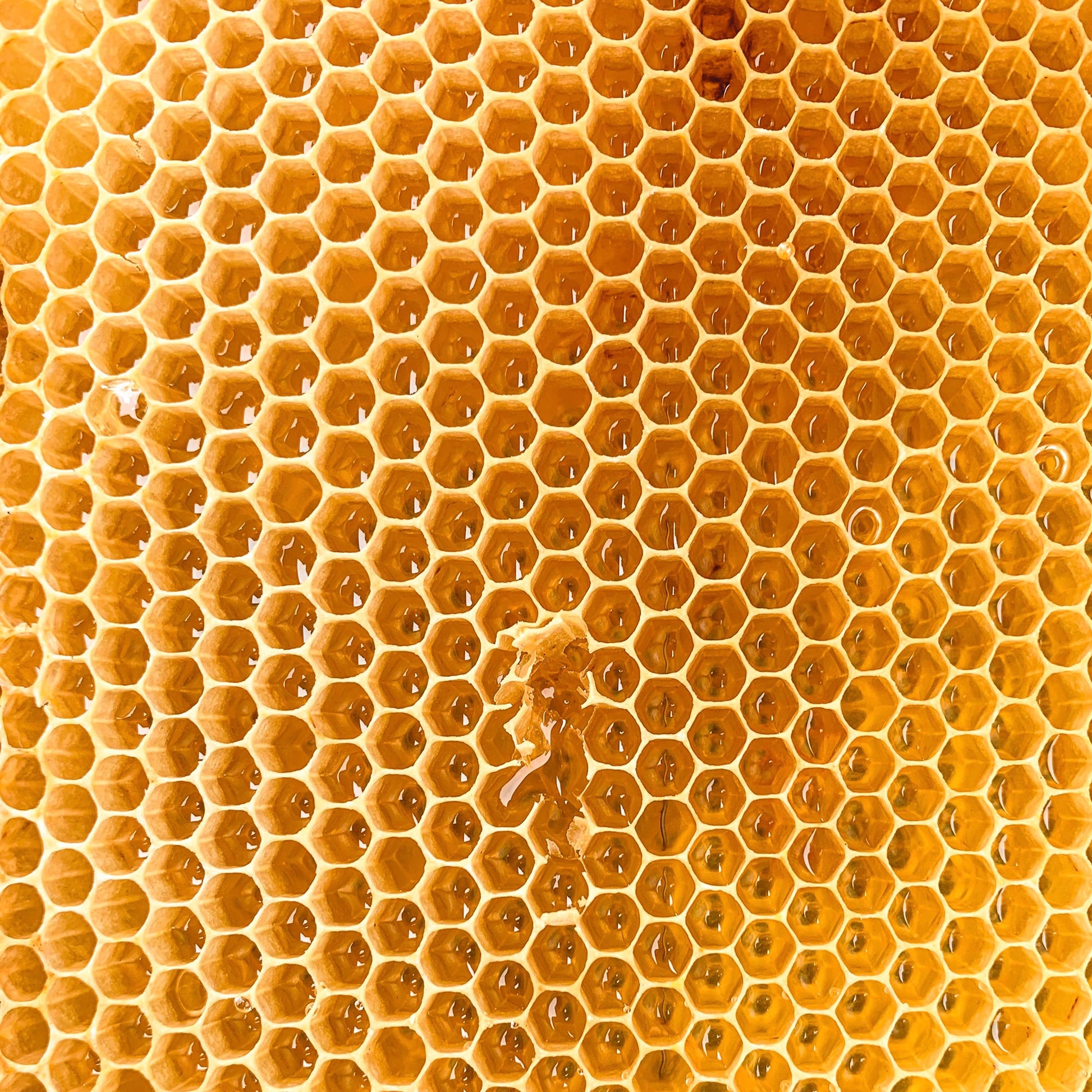 Organic Beeswax Blocks Earthbreath