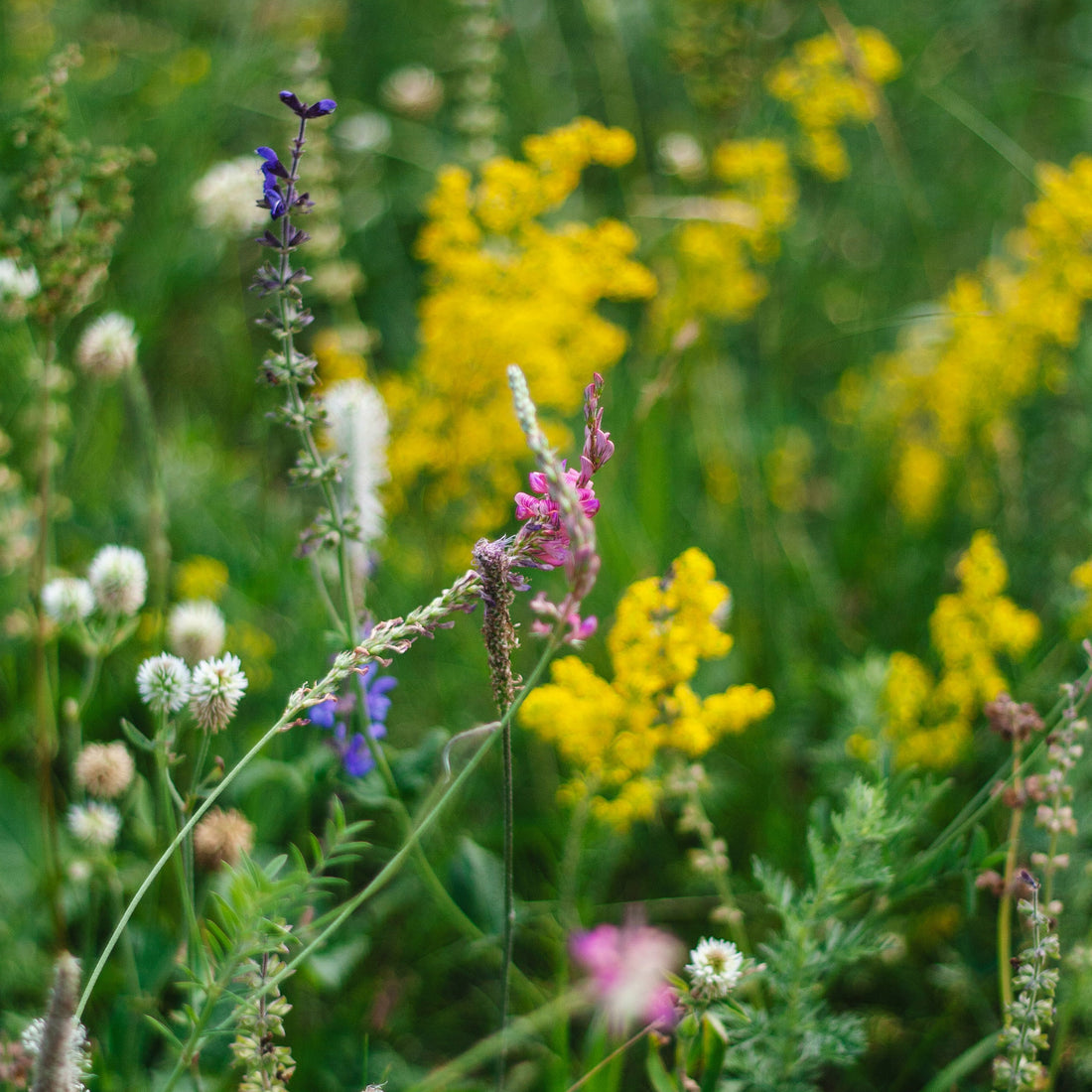 Raw Wildflower Honey (Copy) Earthbreath