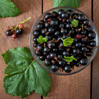 Black Currants - Honey Marmalade (Copy) Earthbreath
